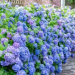 Top 5 Low-Maintenance Flowering Plants for Your Garden