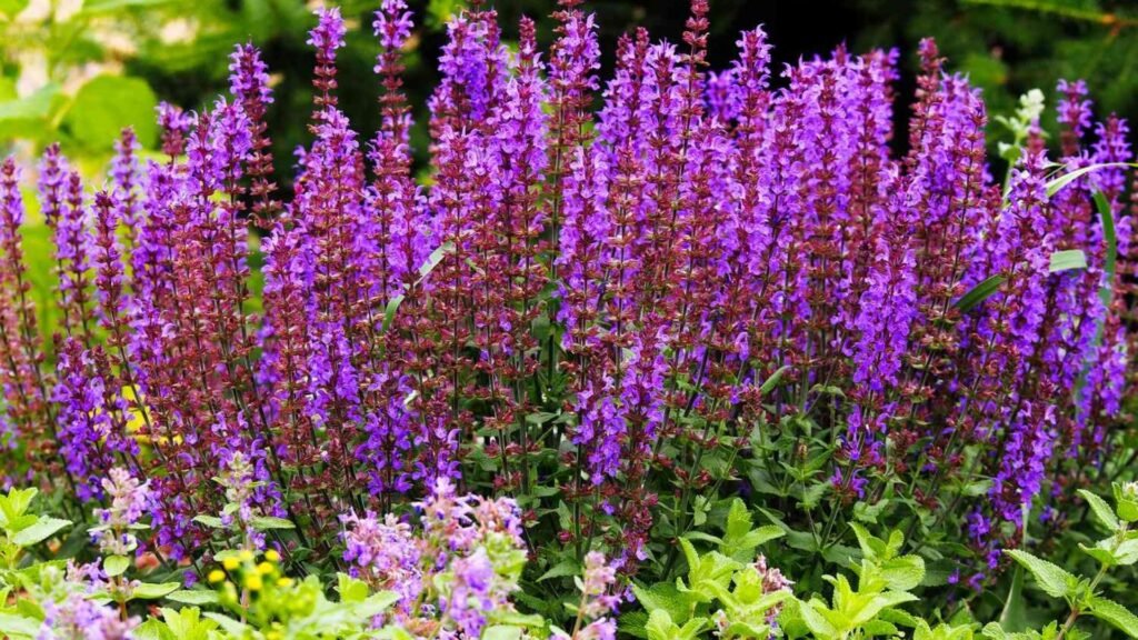 Best Perennial Plants for Creating a Low-Maintenance Garden