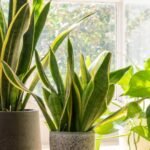 Best Plants for Low-Light Indoor Spaces