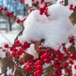 Best Plants to Grow in Winter