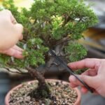 How to Create Bonsai Plants