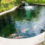 How to Create a Garden Pond