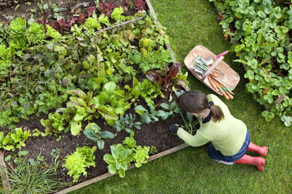 How to Create an Edible Plant Garden