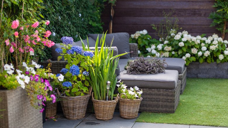 How to Grow Flowers and Plants in Small Spaces 