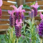 How to Grow Lavender Successfully in Your Garden