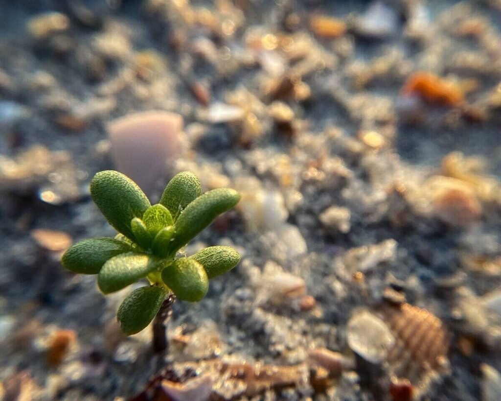 How to Grow Plants in Sandy Soil