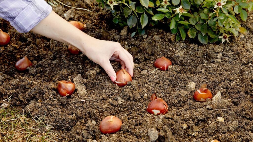 How to Grow and Care for Bulbs