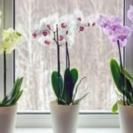 How to Grow and Care for Orchids