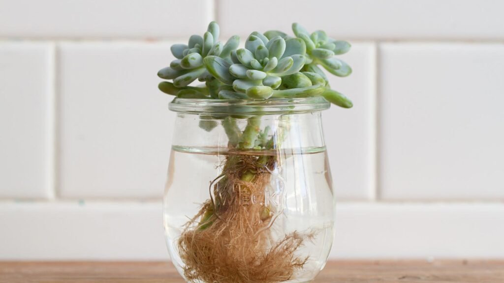 How to Propagate Succulents from Cuttings