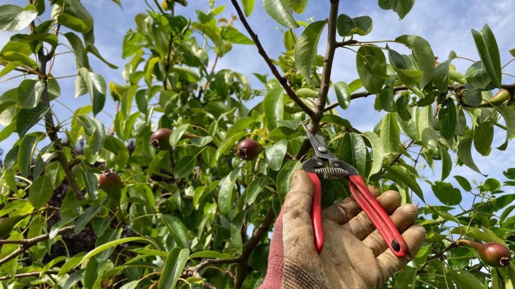 How to Prune Fruit Trees to Maximize Flowering