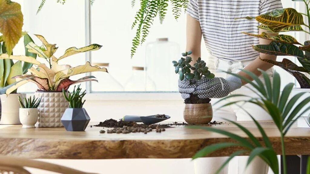 The Benefits of Adding Houseplants to Your Home