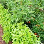 The Benefits of Companion Planting