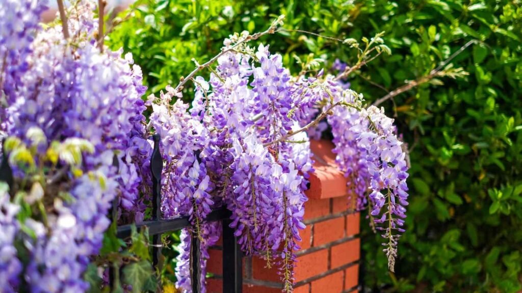 The Best Climbing Plants for Your Garden