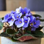 The Best Indoor Flowers and Plants to Brighten Your Space