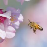 The Best Plants for Attracting Beneficial Insects