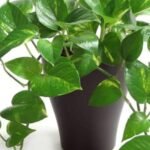 The Best Plants for Improving Indoor Air Quality