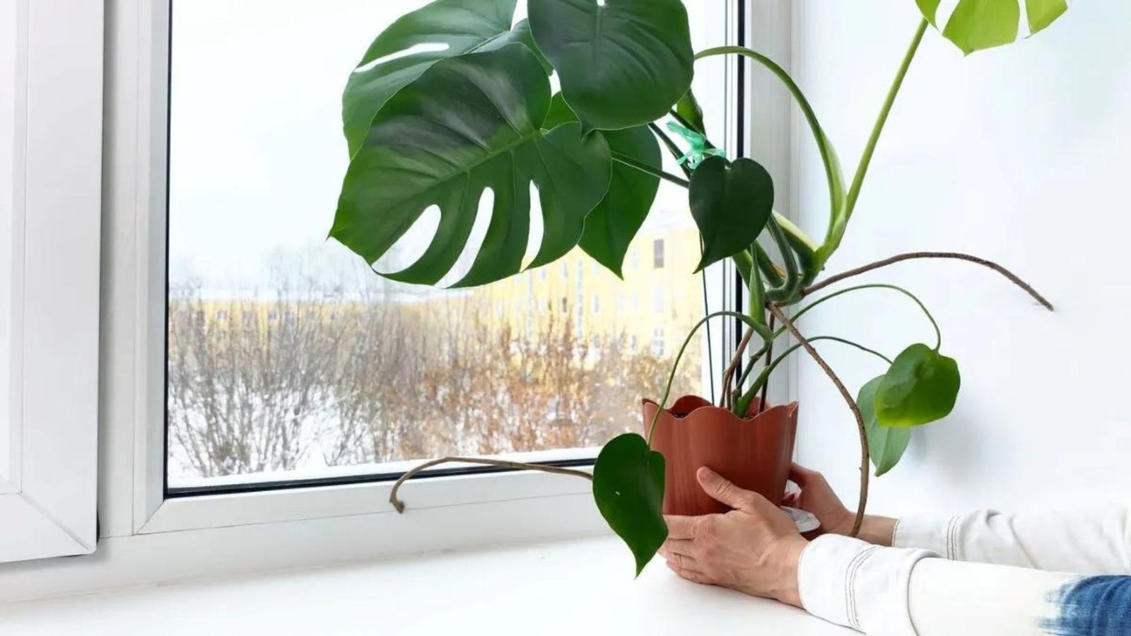 Tips for Caring for Houseplants in Winter