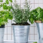 Tips for Growing Herbs in a Small Apartment