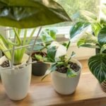 Tips for Growing Lush Indoor Plants