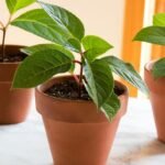 Tips for Propagating Plants from Cuttings