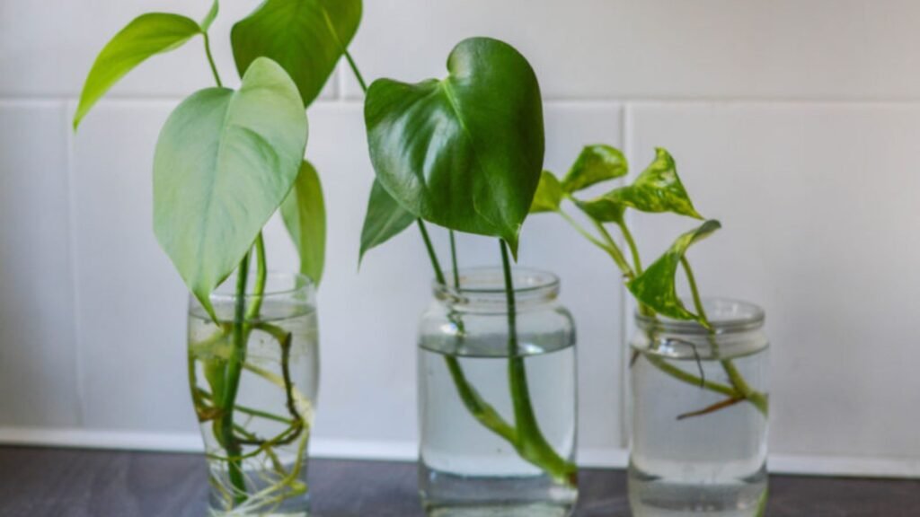 Tips for Propagating Plants from Cuttings