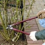 Tips for Pruning Roses to Promote Growth