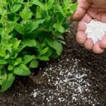 Tips to Maximize Plant Growth with Fertilizers