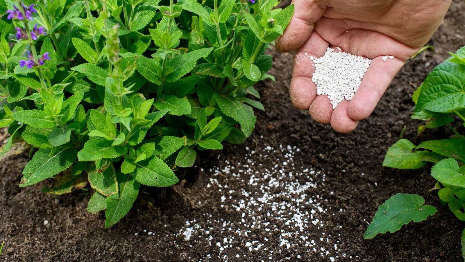 Tips to Maximize Plant Growth with Fertilizers