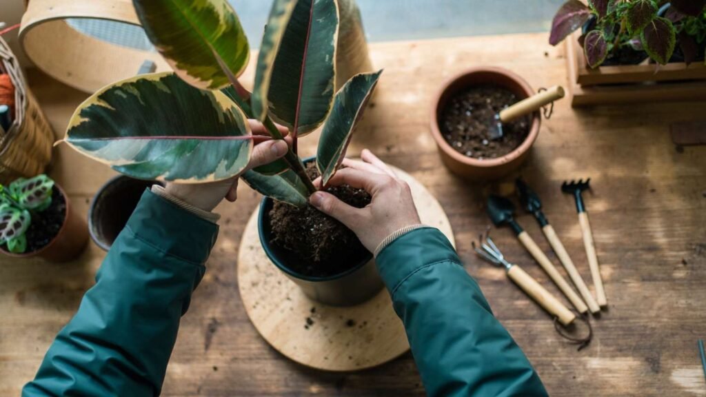 Tips to Revive Struggling Plants