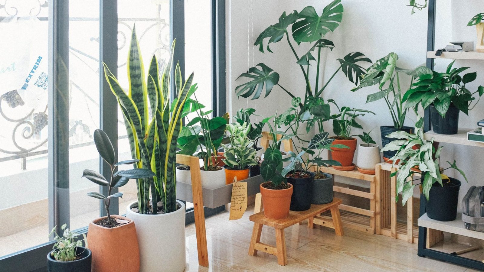 Top Plants for Improving Air Quality in Your Home