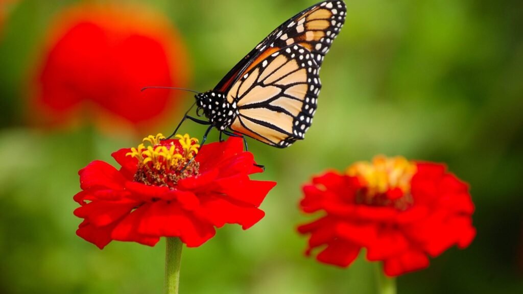 Ways to Attract Butterflies to Your Garden with Flowers