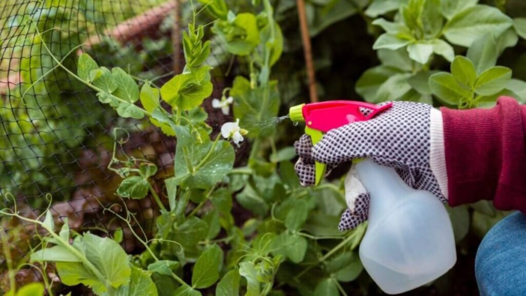 Ways to Prevent Pests in Your Flower Garden