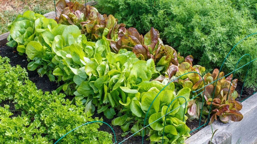 How to Create a Beautiful and Functional Vegetable Garden