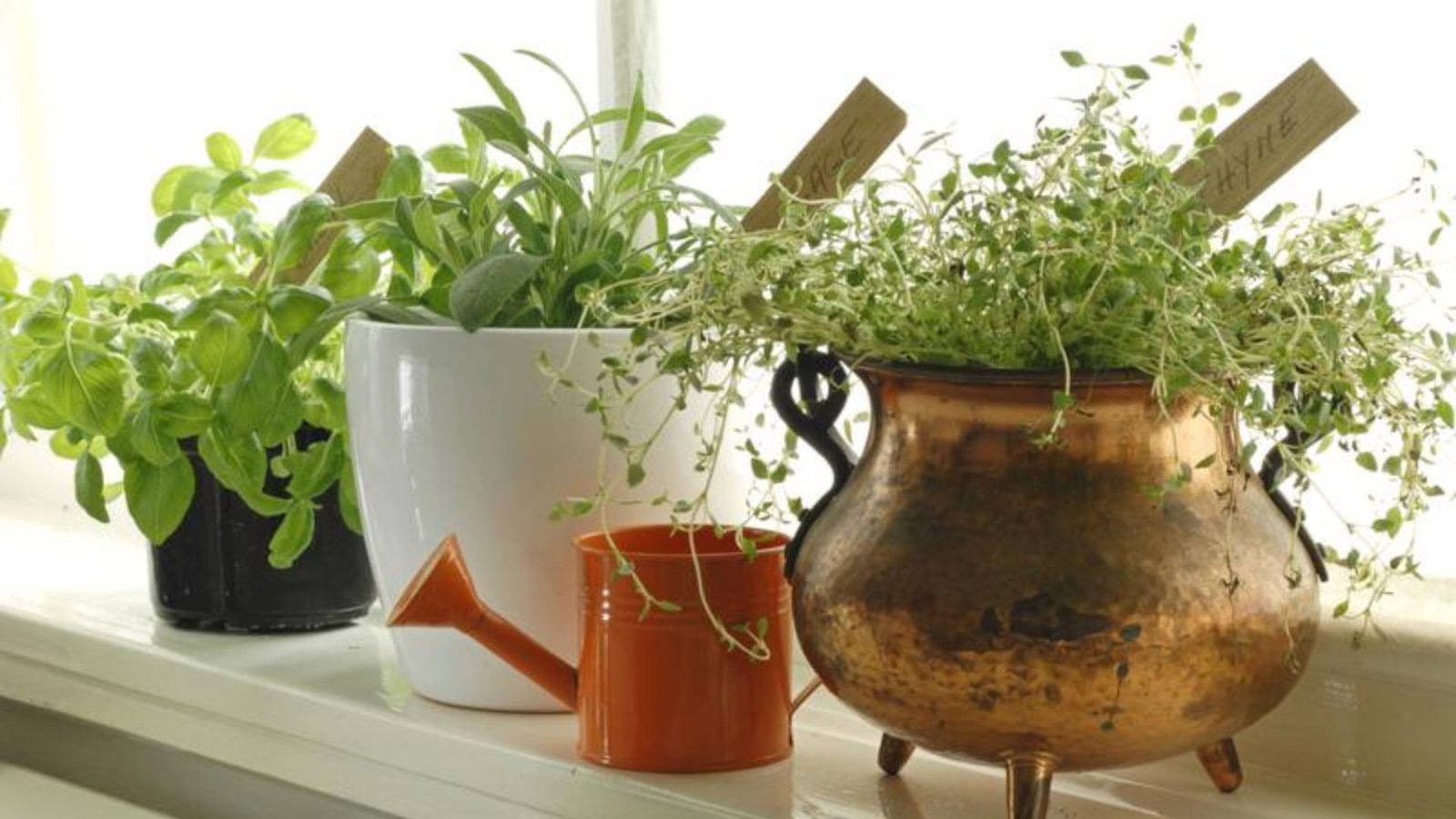 Top Benefits of Growing Your Own Herbs at Home